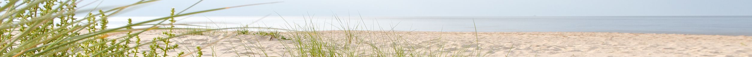 beach grass horizon